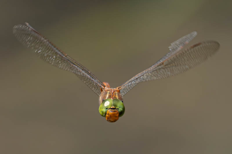 Isoaeschna isoceles antehumeralis (Green-eyed Hawker).jpg